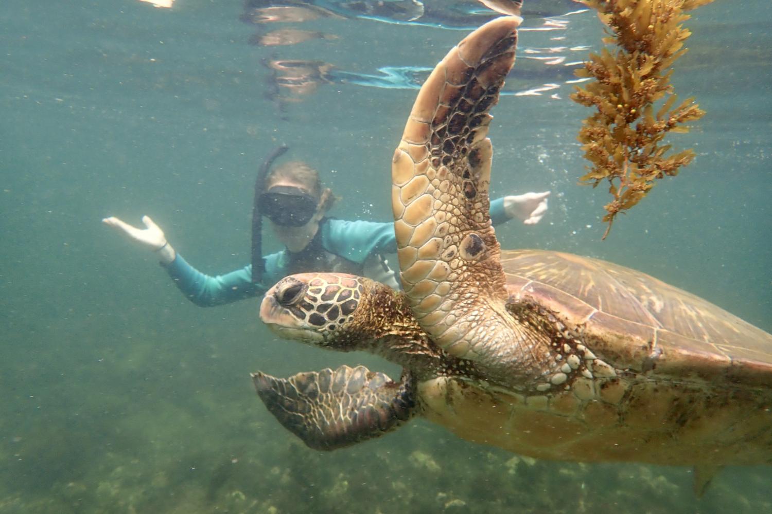 一名<a href='http://pwyp.ngskmc-eis.net'>bv伟德ios下载</a>学生在Galápagos群岛游学途中与一只巨龟游泳.